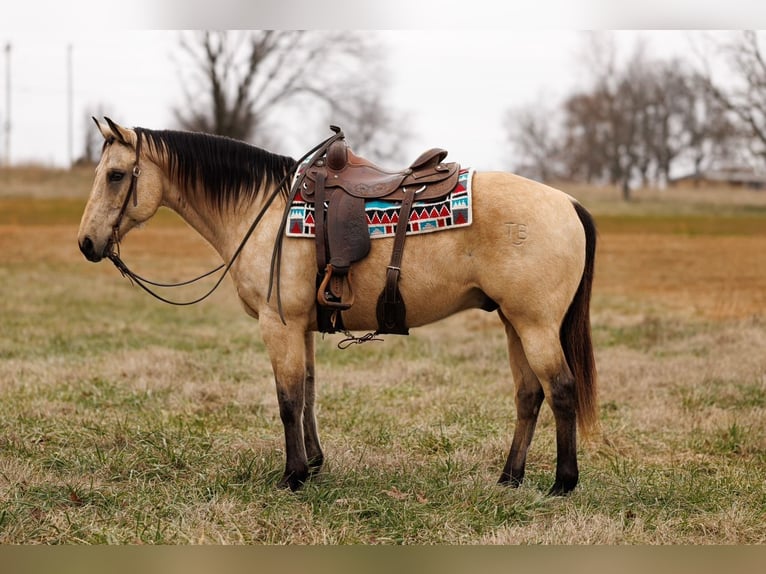 American Quarter Horse Castrone 12 Anni 155 cm Pelle di daino in Quitman, AR