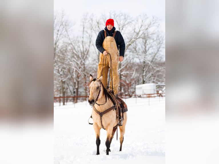 American Quarter Horse Castrone 12 Anni 155 cm Pelle di daino in Quitman, AR