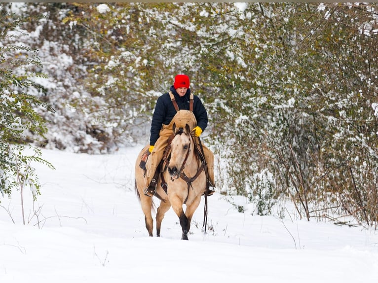 American Quarter Horse Castrone 12 Anni 155 cm Pelle di daino in Quitman, AR