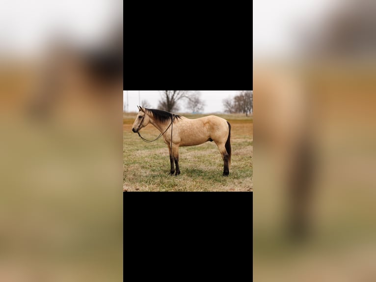 American Quarter Horse Castrone 12 Anni 155 cm Pelle di daino in Quitman, AR