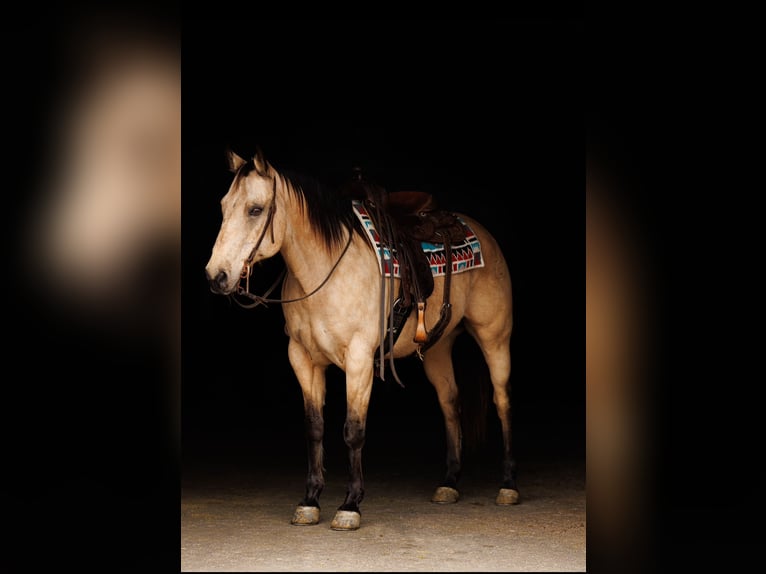 American Quarter Horse Castrone 12 Anni 155 cm Pelle di daino in Quitman, AR