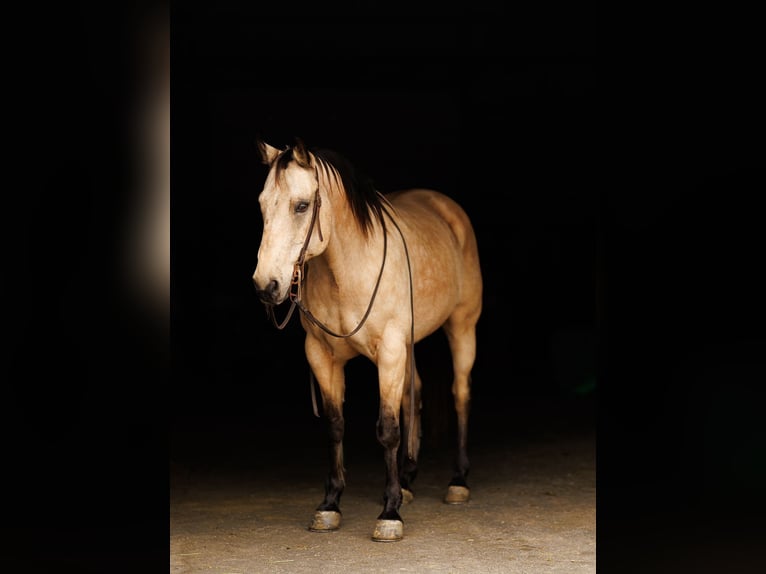 American Quarter Horse Castrone 12 Anni 155 cm Pelle di daino in Quitman, AR