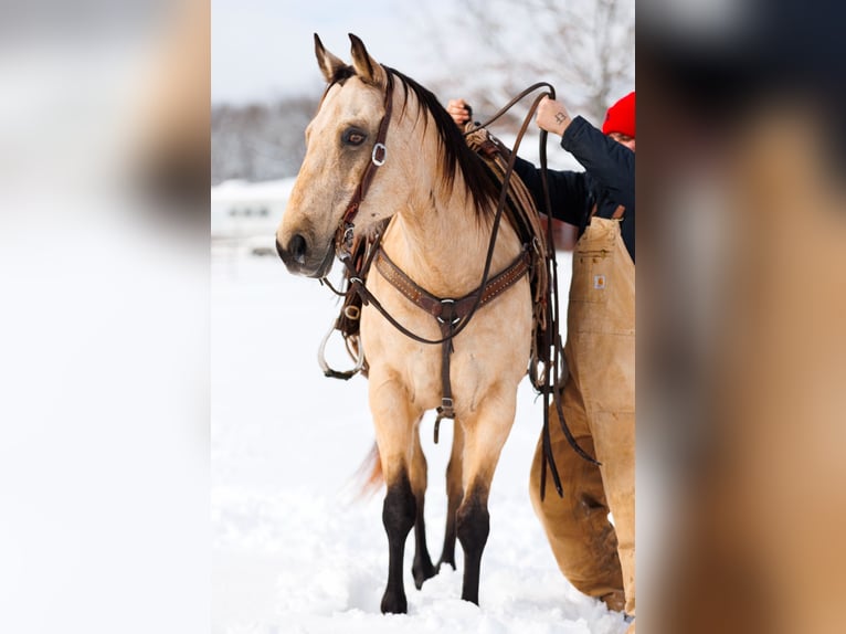 American Quarter Horse Castrone 12 Anni 155 cm Pelle di daino in Quitman, AR