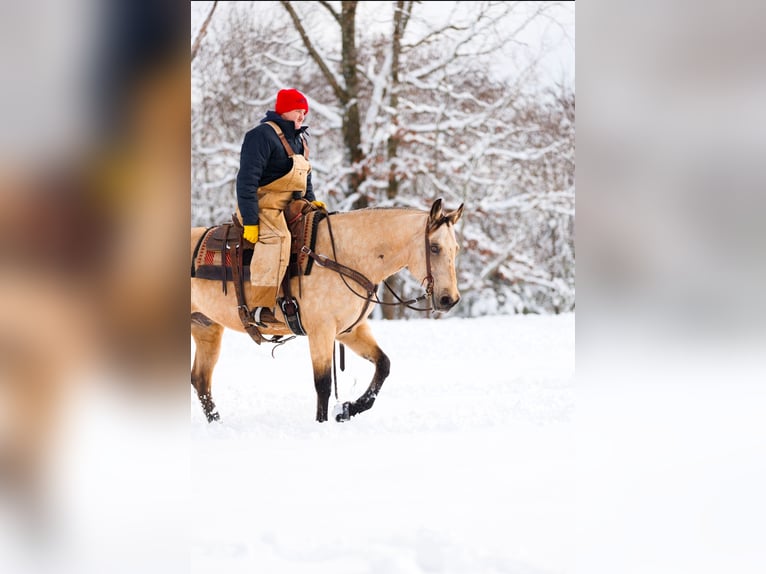 American Quarter Horse Castrone 12 Anni 155 cm Pelle di daino in Quitman, AR