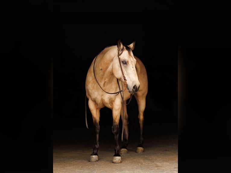 American Quarter Horse Castrone 12 Anni 155 cm Pelle di daino in Quitman, AR