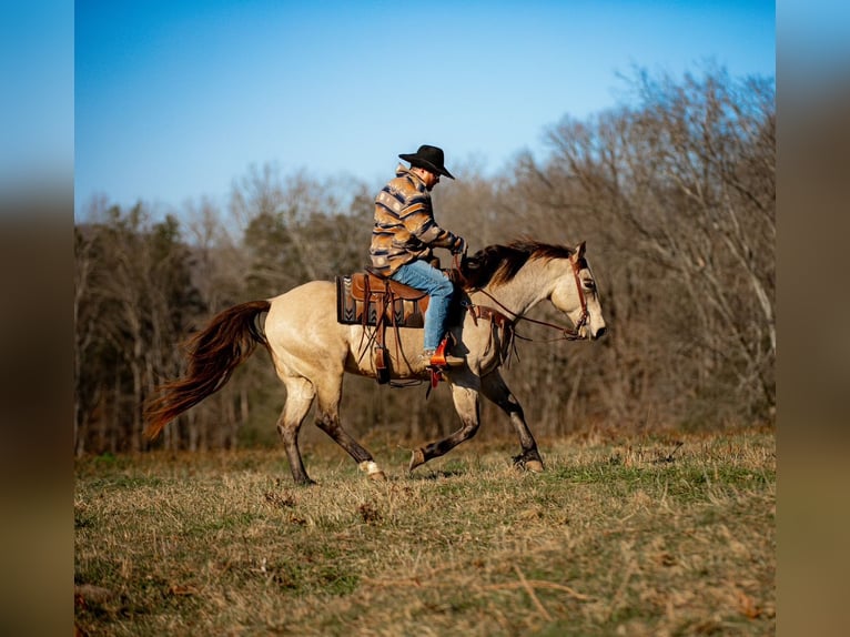 American Quarter Horse Castrone 12 Anni 155 cm Pelle di daino in Santa Fe