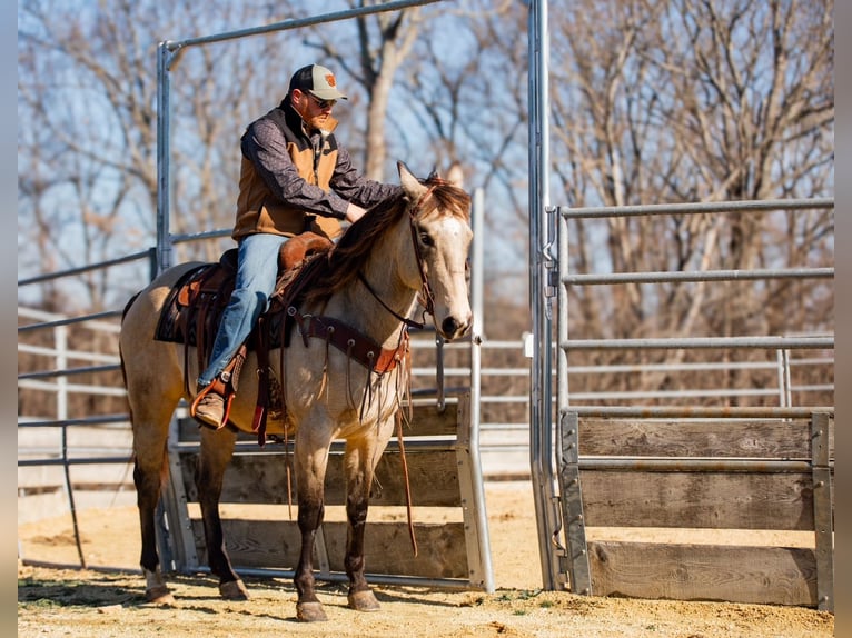 American Quarter Horse Castrone 12 Anni 155 cm Pelle di daino in Santa Fe