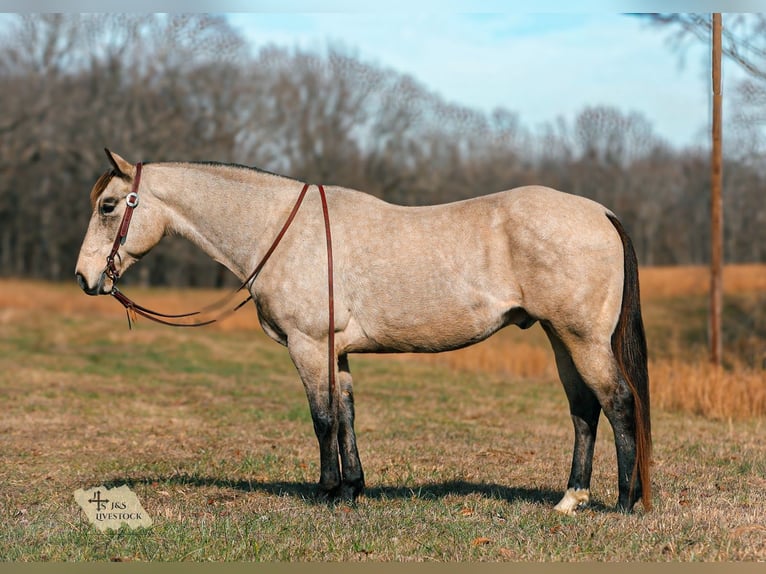 American Quarter Horse Castrone 12 Anni 155 cm Pelle di daino in Santa Fe