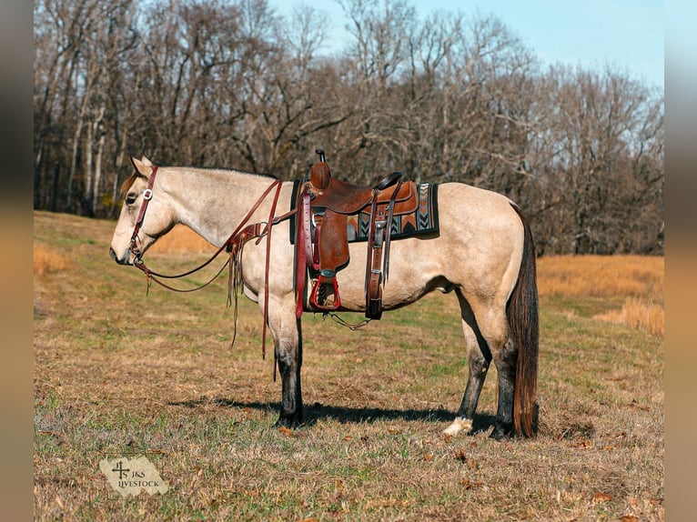 American Quarter Horse Castrone 12 Anni 155 cm Pelle di daino in Santa Fe