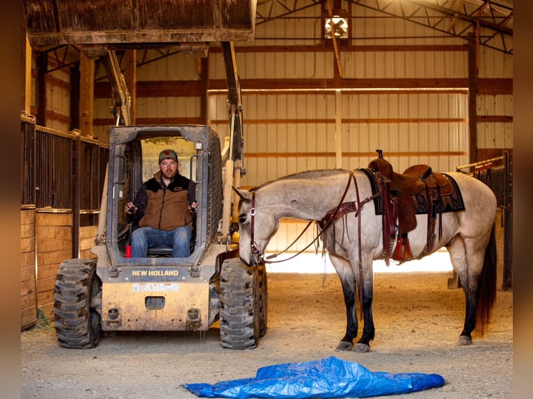 American Quarter Horse Castrone 12 Anni 155 cm Pelle di daino in Santa Fe