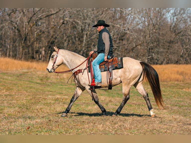 American Quarter Horse Castrone 12 Anni 155 cm Pelle di daino in Santa Fe
