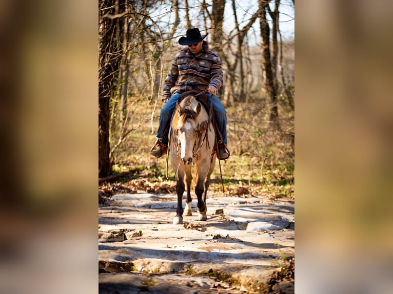 American Quarter Horse Castrone 12 Anni 155 cm Pelle di daino in Santa Fe