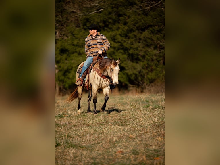 American Quarter Horse Castrone 12 Anni 155 cm Pelle di daino in Santa Fe