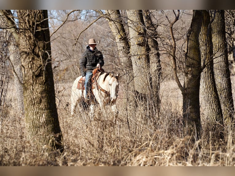 American Quarter Horse Castrone 12 Anni 155 cm Pelle di daino in Brandon, SD