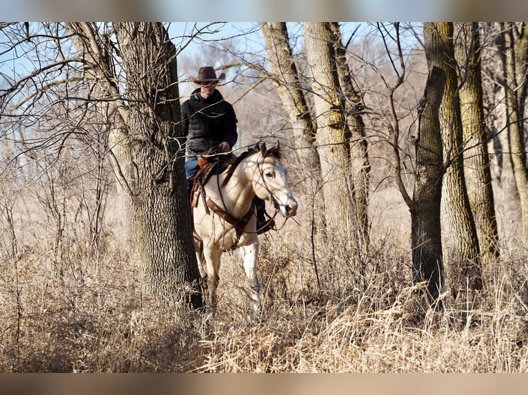 American Quarter Horse Castrone 12 Anni 155 cm Pelle di daino in Brandon, SD