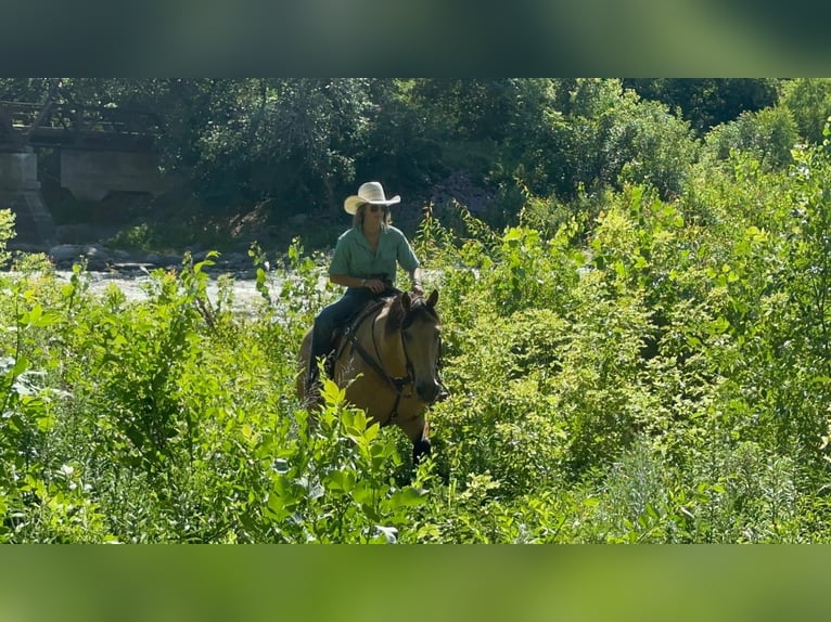 American Quarter Horse Castrone 12 Anni 155 cm Pelle di daino in Valley Springs, SD