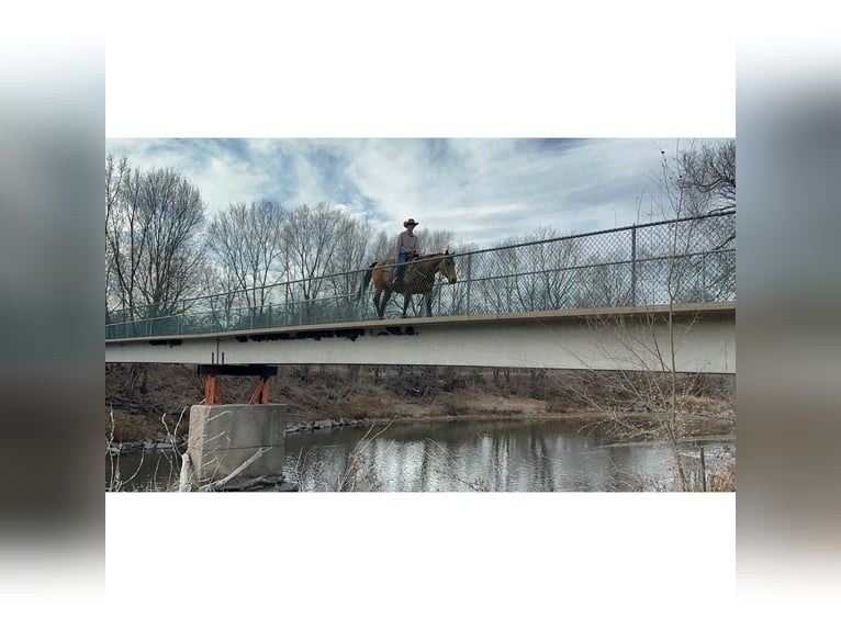 American Quarter Horse Castrone 12 Anni 155 cm Pelle di daino in Valley Springs