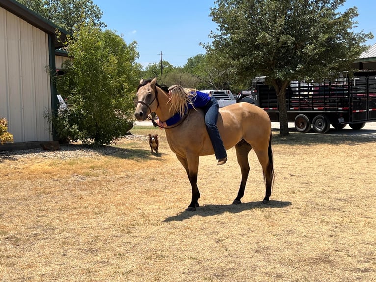 American Quarter Horse Castrone 12 Anni 155 cm Pelle di daino in Fort Worth TX