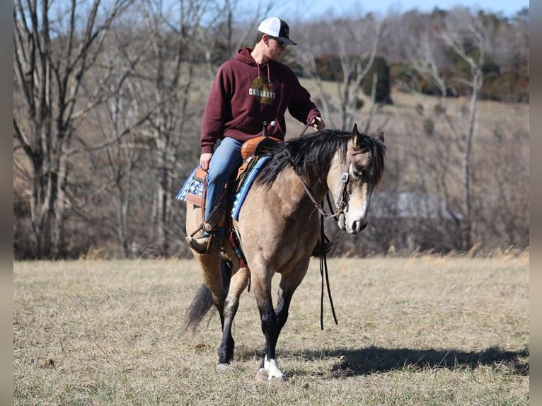 American Quarter Horse Castrone 12 Anni 155 cm Pelle di daino in Somerset. KY