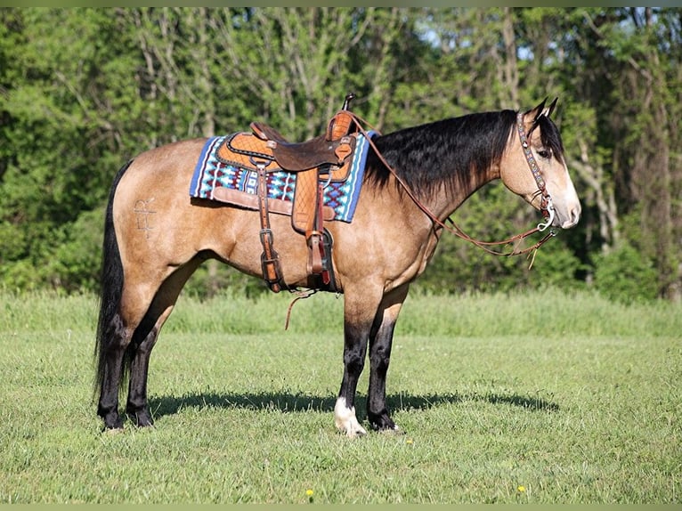 American Quarter Horse Castrone 12 Anni 155 cm Pelle di daino in Somerset. KY