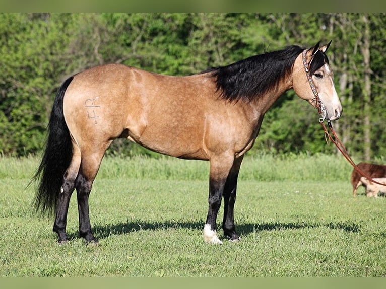 American Quarter Horse Castrone 12 Anni 155 cm Pelle di daino in Somerset. KY