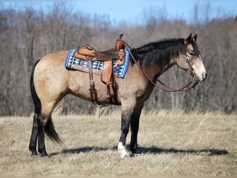 American Quarter Horse Castrone 12 Anni 155 cm Pelle di daino in Somerset. KY