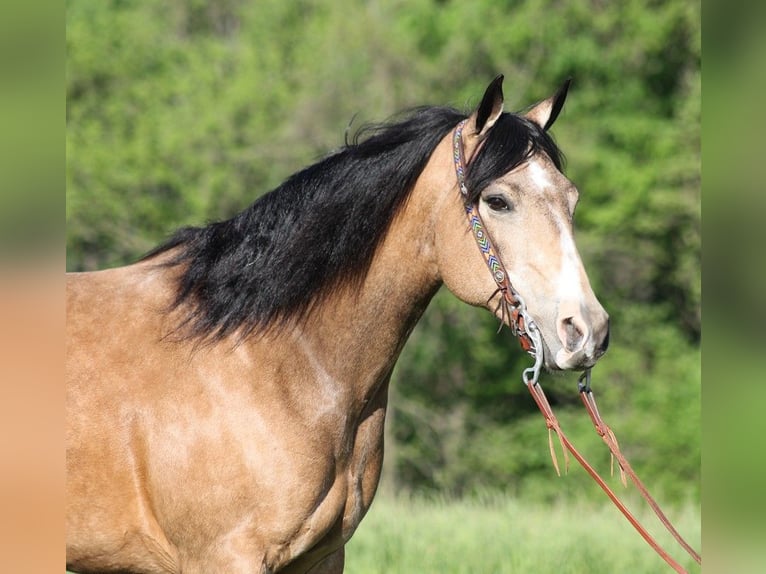 American Quarter Horse Castrone 12 Anni 155 cm Pelle di daino in Somerset. KY