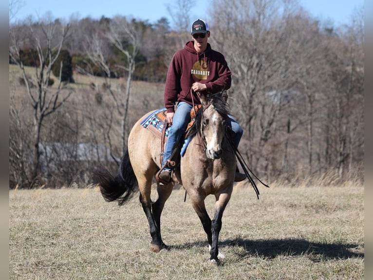 American Quarter Horse Castrone 12 Anni 155 cm Pelle di daino in Somerset. KY