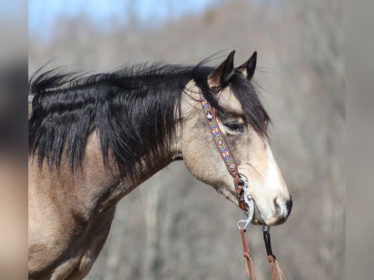 American Quarter Horse Castrone 12 Anni 155 cm Pelle di daino in Somerset. KY