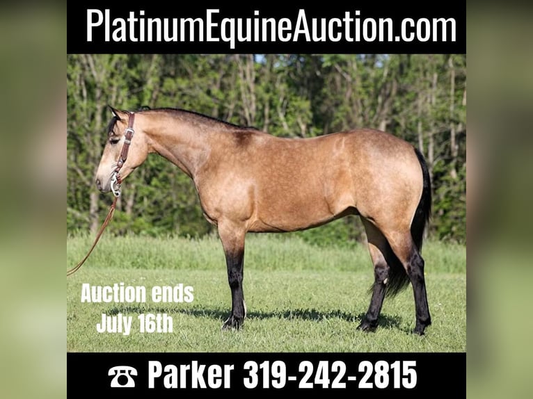 American Quarter Horse Castrone 12 Anni 155 cm Pelle di daino in Somerset. KY