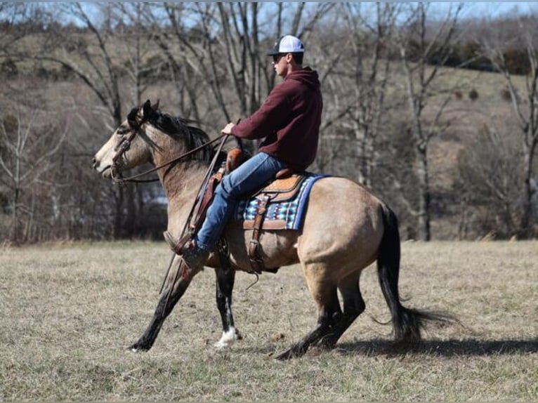 American Quarter Horse Castrone 12 Anni 155 cm Pelle di daino in Somerset. KY