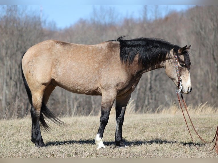 American Quarter Horse Castrone 12 Anni 155 cm Pelle di daino in Somerset. KY