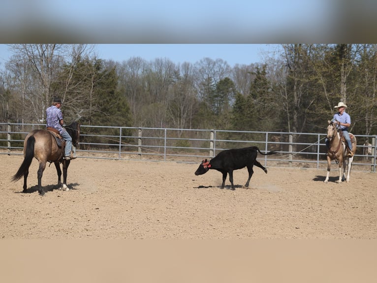 American Quarter Horse Castrone 12 Anni 155 cm Pelle di daino in Somerset. KY