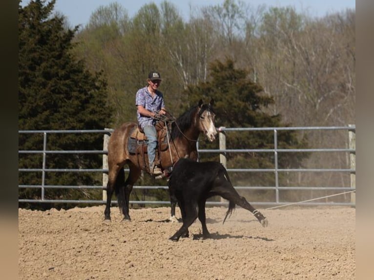 American Quarter Horse Castrone 12 Anni 155 cm Pelle di daino in Somerset. KY