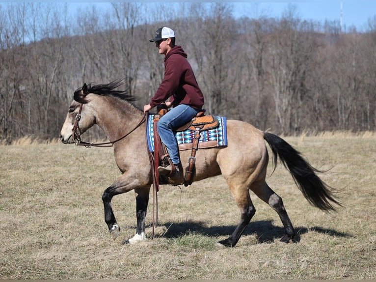 American Quarter Horse Castrone 12 Anni 155 cm Pelle di daino in Somerset. KY