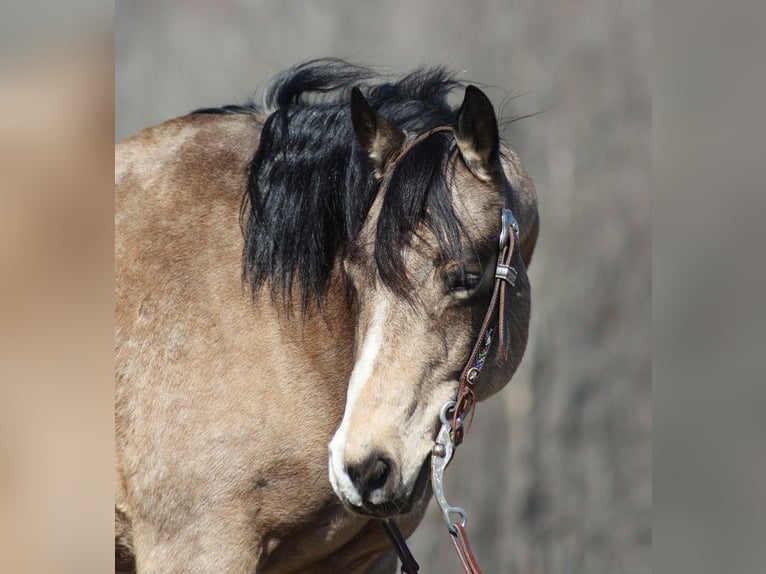 American Quarter Horse Castrone 12 Anni 155 cm Pelle di daino in Somerset. KY