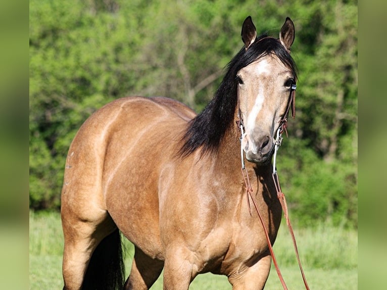 American Quarter Horse Castrone 12 Anni 155 cm Pelle di daino in Somerset. KY