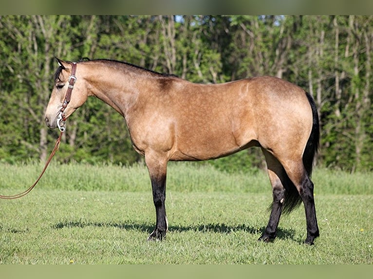 American Quarter Horse Castrone 12 Anni 155 cm Pelle di daino in Somerset. KY