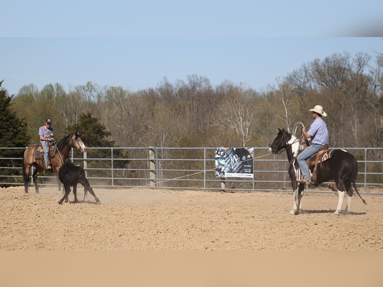 American Quarter Horse Castrone 12 Anni 155 cm Pelle di daino in Somerset. KY