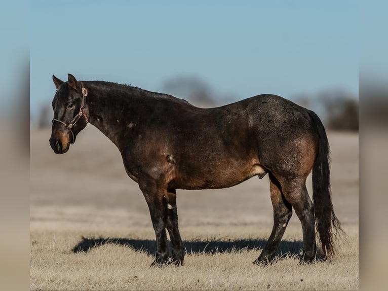 American Quarter Horse Castrone 12 Anni 155 cm Roano blu in Joy, IL