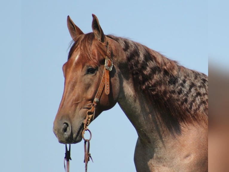 American Quarter Horse Castrone 12 Anni 155 cm Roano rosso in Brodhead, KY