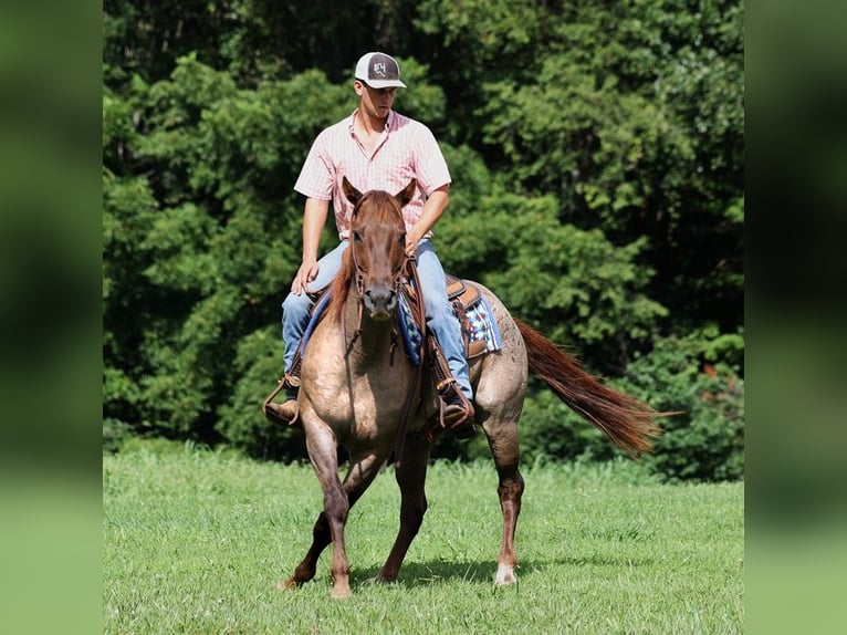 American Quarter Horse Castrone 12 Anni 155 cm Roano rosso in Mount Vernon, KY