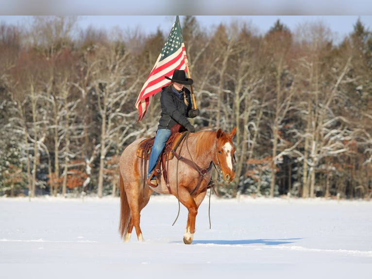 American Quarter Horse Castrone 12 Anni 155 cm Roano rosso in Clarion