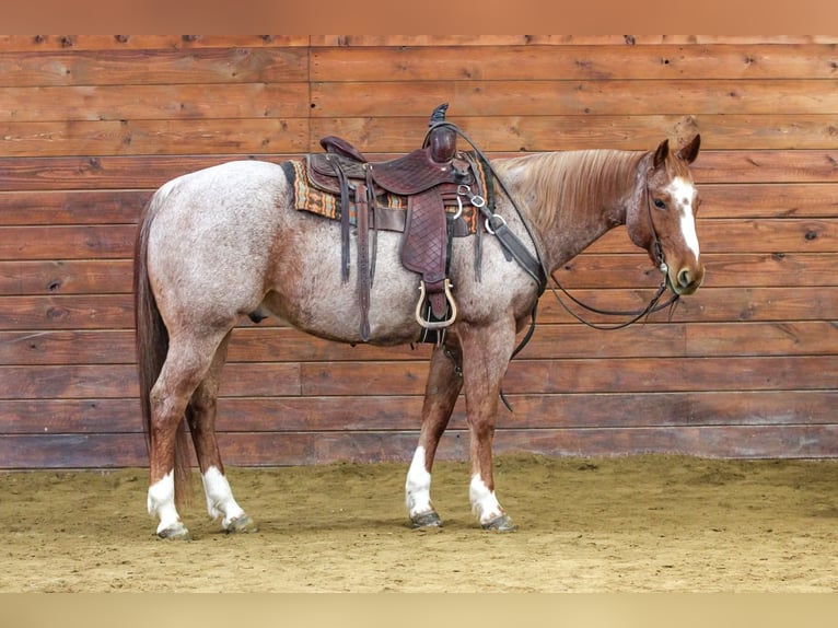 American Quarter Horse Castrone 12 Anni 155 cm Roano rosso in Clarion