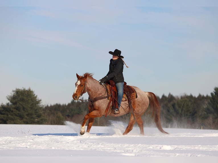American Quarter Horse Castrone 12 Anni 155 cm Roano rosso in Clarion