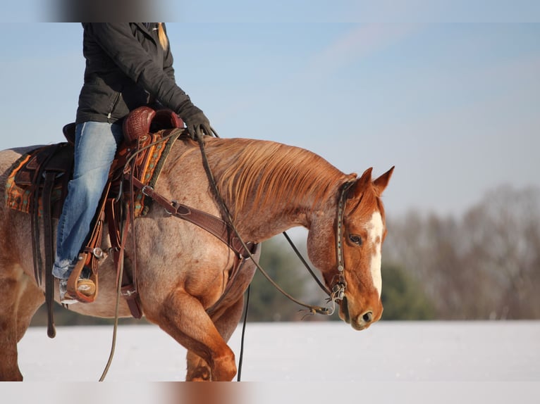 American Quarter Horse Castrone 12 Anni 155 cm Roano rosso in Clarion