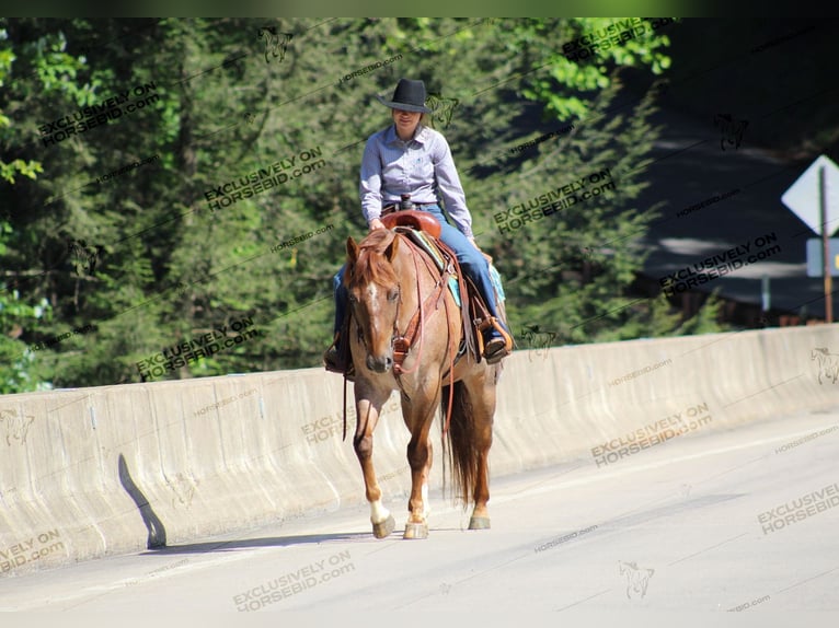 American Quarter Horse Castrone 12 Anni 155 cm Roano rosso in Clarion, PA