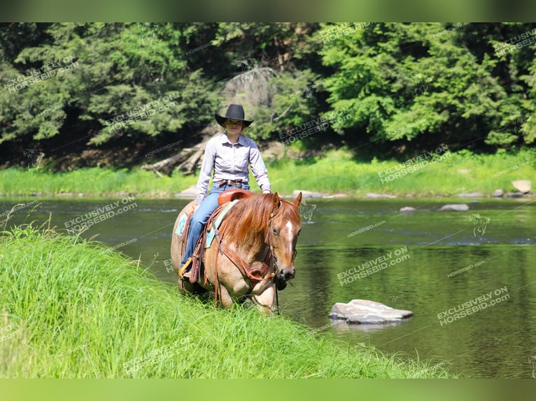 American Quarter Horse Castrone 12 Anni 155 cm Roano rosso in Clarion, PA