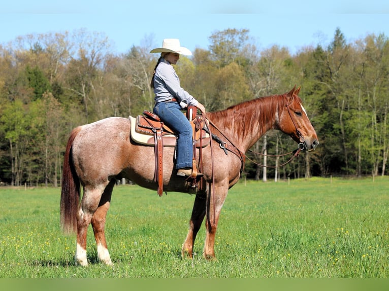American Quarter Horse Castrone 12 Anni 155 cm Roano rosso in Clarion, PA