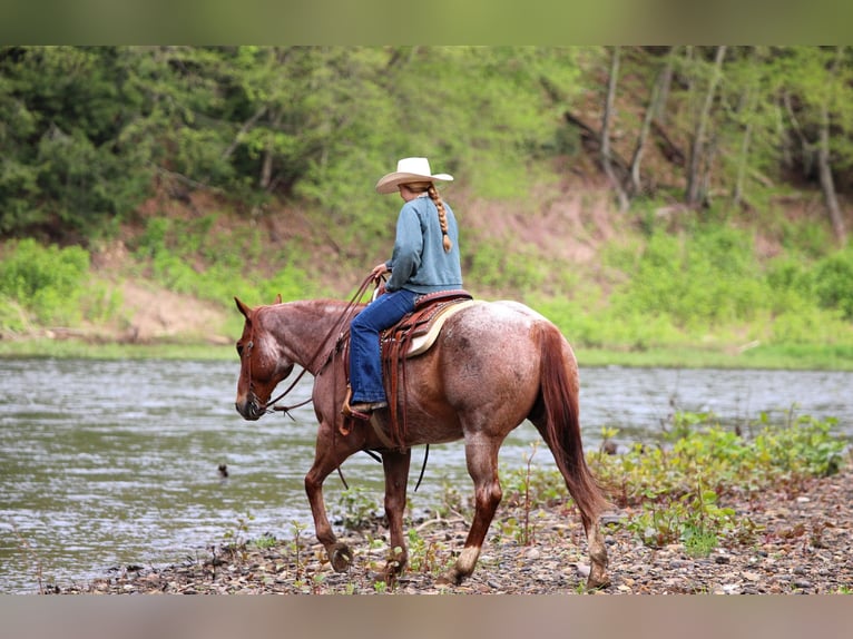 American Quarter Horse Castrone 12 Anni 155 cm Roano rosso in Clarion, PA